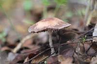 Psathyrella bipellis image