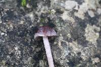 Psathyrella bipellis image