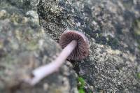 Psathyrella bipellis image