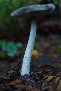 Amanita sect. Vaginatae image