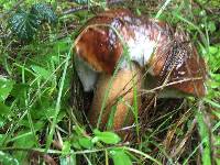 Boletus fibrillosus image