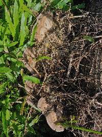 Trametes ectypa image