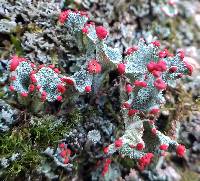 Cladonia borealis image