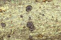 Trichoderma citrinoviride image