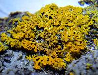 Xanthoria weberi image