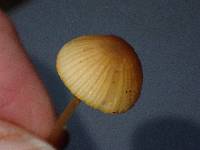 Mycena aurantiomarginata image