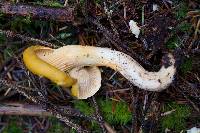 Cantharellus formosus image