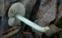 Pluteus californicus image