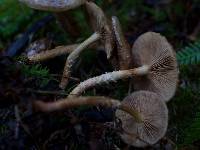 Pholiota terrestris image