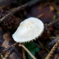 Tricholoma inamoenum image