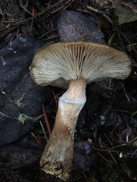 Armillaria sinapina image