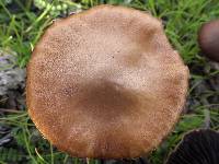 Hypholoma ericaeoides image