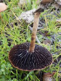 Hypholoma ericaeoides image