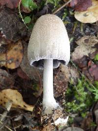 Coprinellus radians image