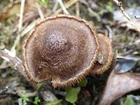 Inocybe bongardii image