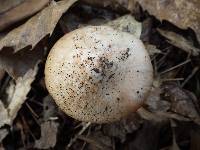 Inocybe godeyi image