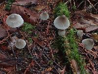 Mycena parabolica image