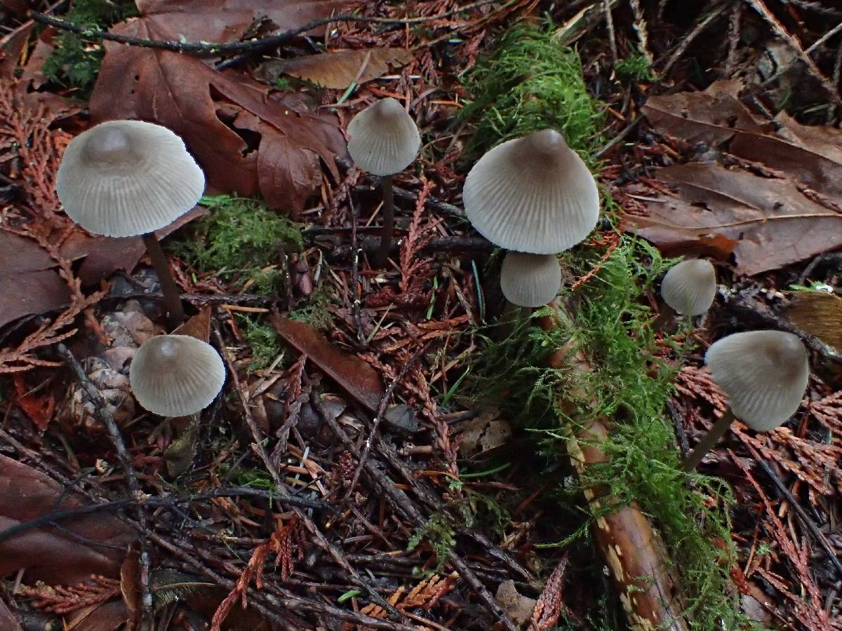 Mycena parabolica image