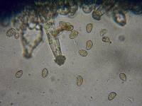 Inocybe sindonia image