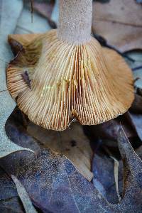 Lactarius vinaceorufescens image