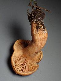 Lactarius luculentus image