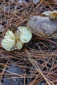 Tricholoma portentosum image