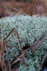 Cladonia subtenuis image