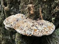 Inonotus dryadeus image