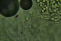 Clitocybe albidula image