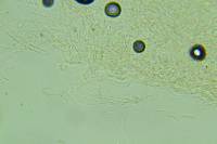 Clitocybe albidula image