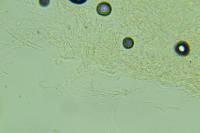 Clitocybe albidula image