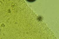 Clitocybe coniferophila image
