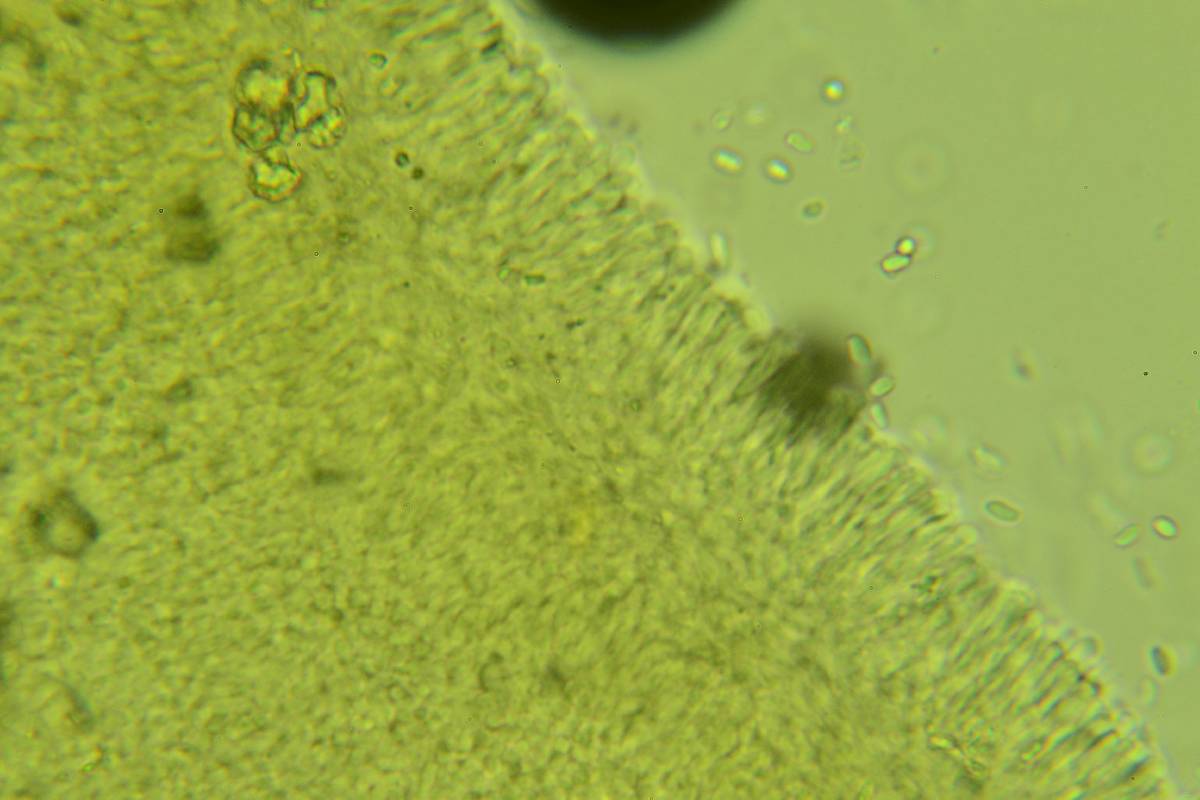 Clitocybe coniferophila image