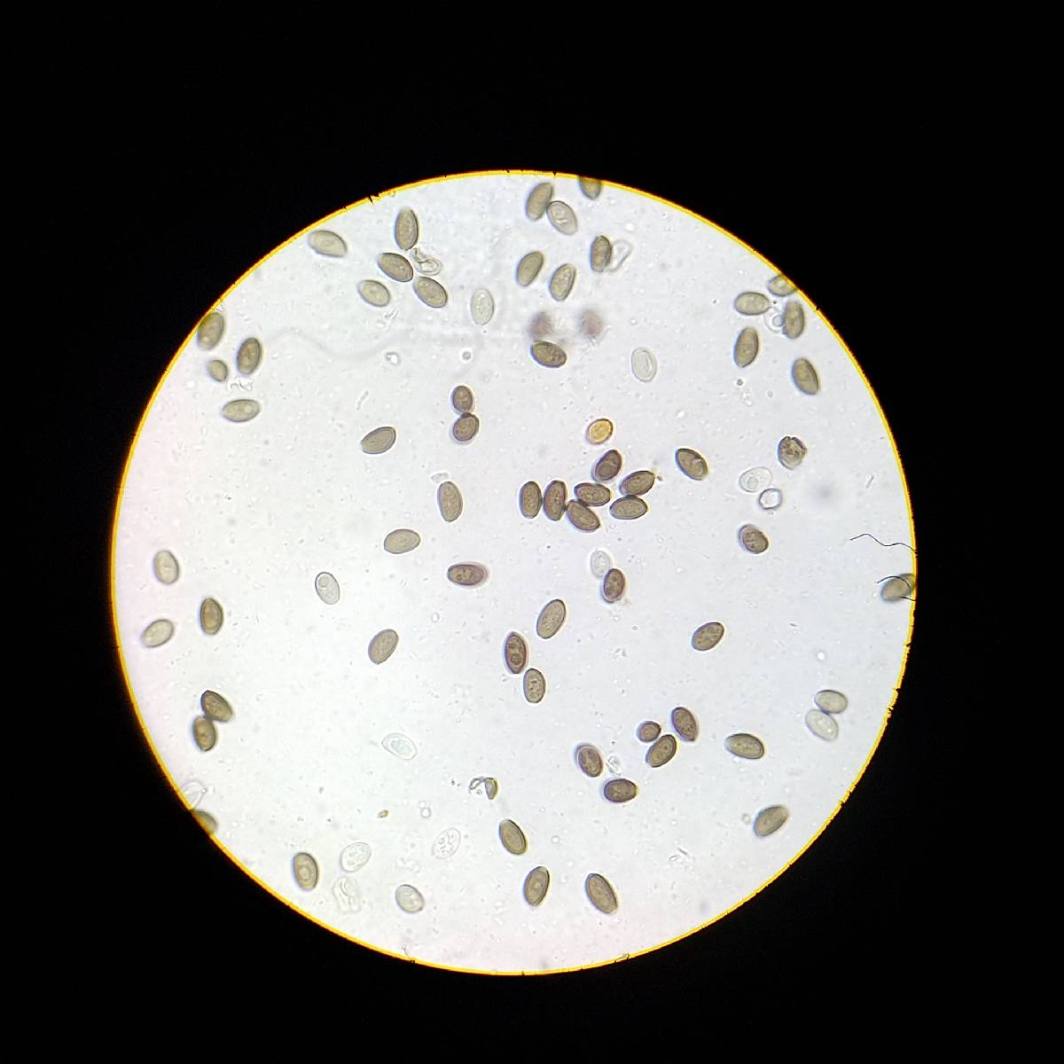Coprinopsis canoceps image