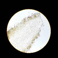 Meottomyces dissimulans image