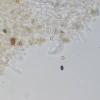 Meottomyces dissimulans image