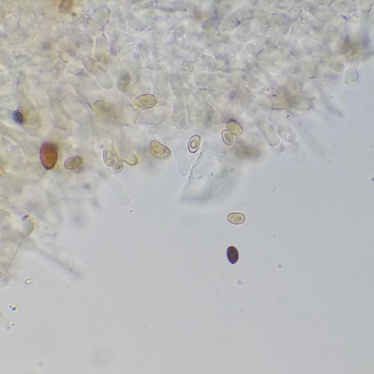 Meottomyces image