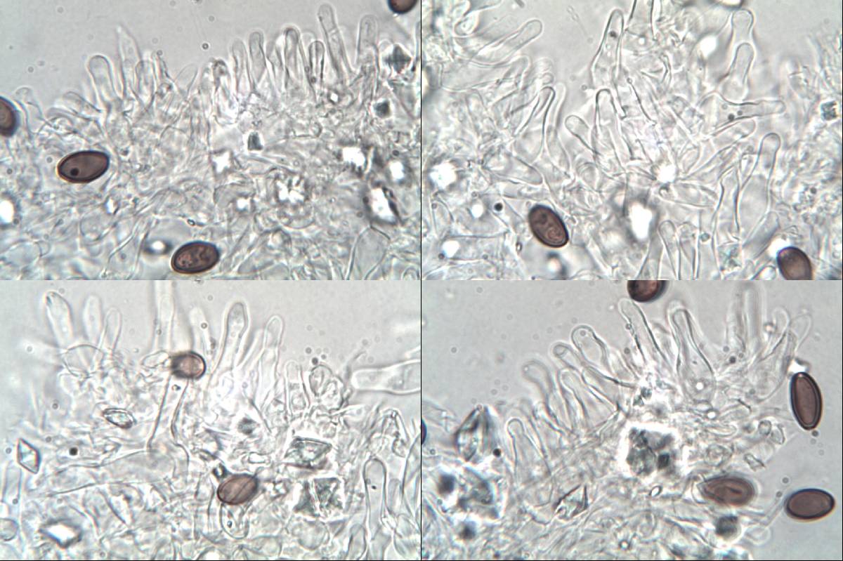 Hypholoma ericaeoides image