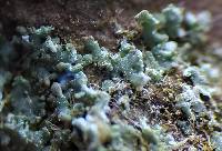 Cladonia parasitica image