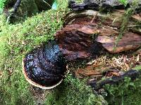 Fomitopsis mounceae image