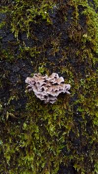 Chondrostereum purpureum image