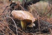 Suillus collinitus image