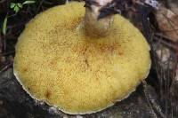 Suillus collinitus image