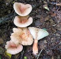 Lactarius torminosus image