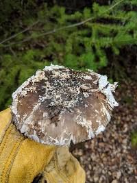 Amanita crassiputamen image