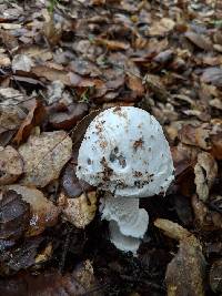 Amanita crassiputamen image