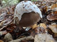 Amanita crassiputamen image