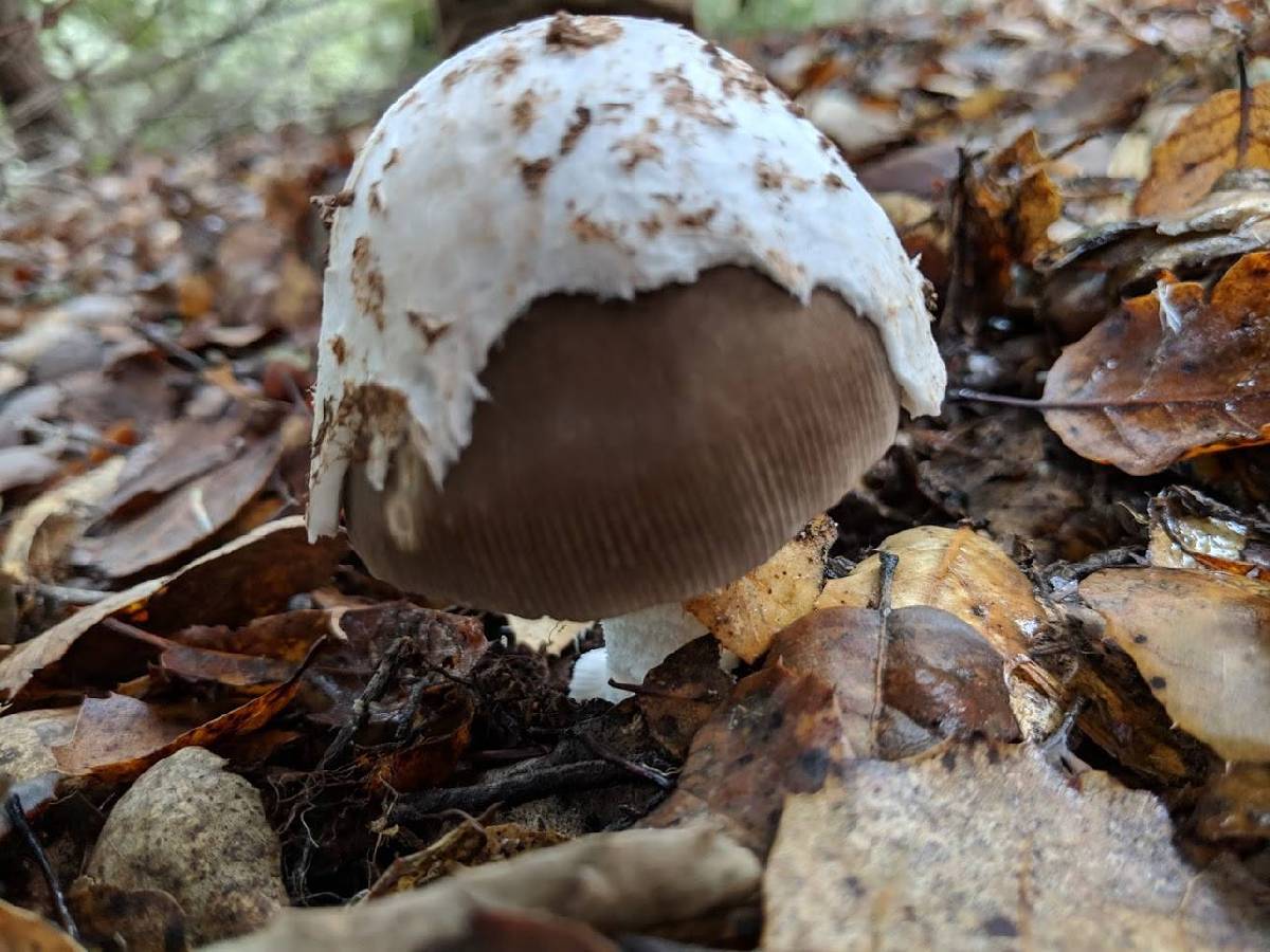 Amanita crassiputamen image