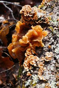 Phaeotremella frondosa image