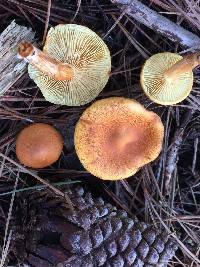 Gymnopilus sapineus image